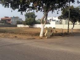 Residential Plot Sale Sushant Lok-1 Gurgaon